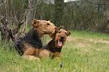 AIREDALE TERRIER 371